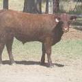 2009 Coming Two Bull 812W R