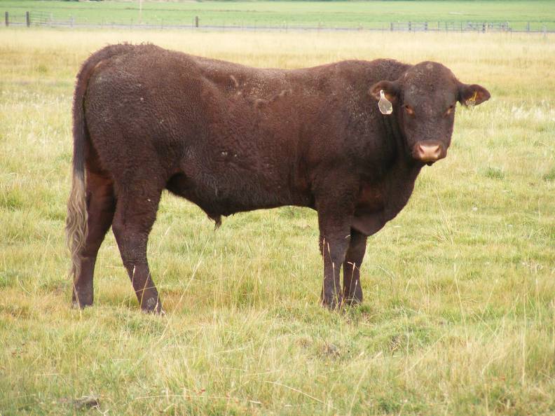 2010 Coming Two Year Old Bull 902W R