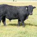 2010 Coming Two Year Old Bull 905W B.jpg