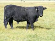 2010 Coming Two Year Old Bull 905W B
