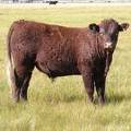 2010 Coming Two Year Old Bull 914W R