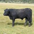 2010 Coming Two Year Old Bull 922W B