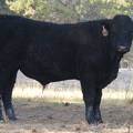 2011 Coming Two Year Old Bull 009W B