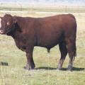 2011 Coming Two Year Old Bull 024W R 5