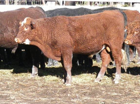 2009 Coming Two Bull 811W RB