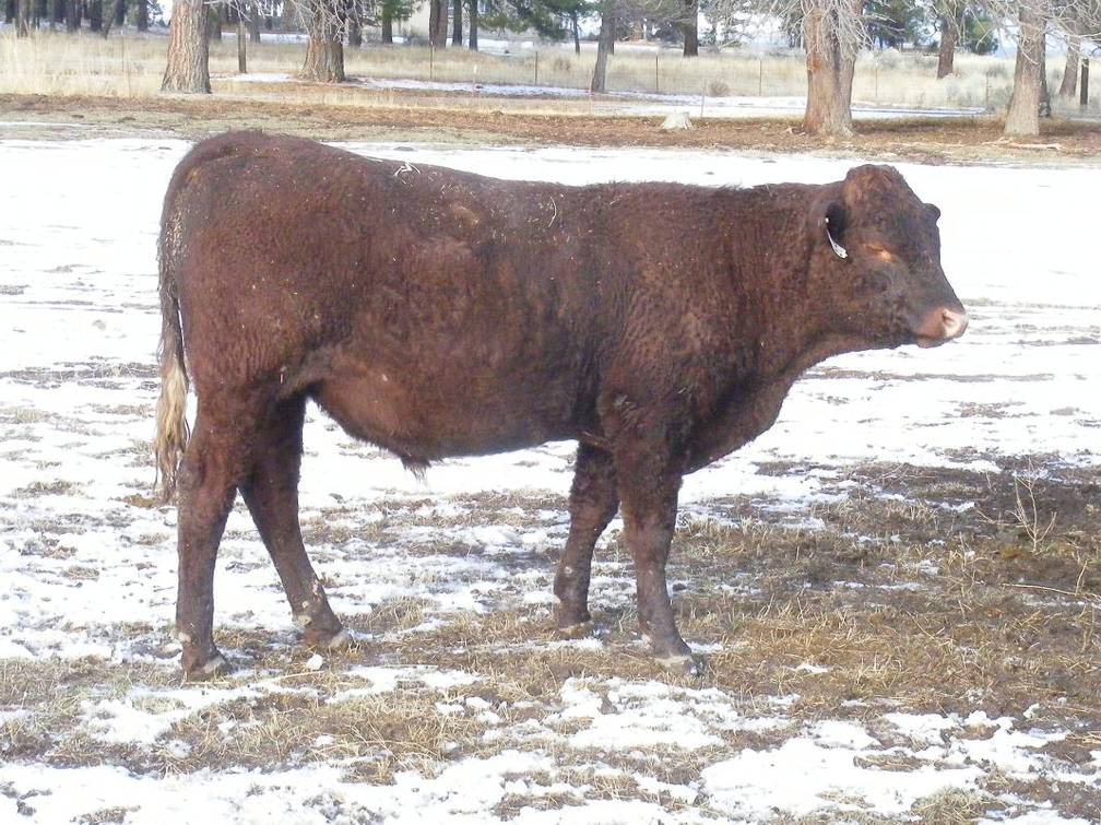 2009 Coming Two Bull 814W R