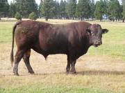 2010 Five Year Old Herdsire 521R R