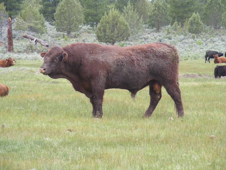2010 Five Year Old Herdsire Bull 521R R.jpg