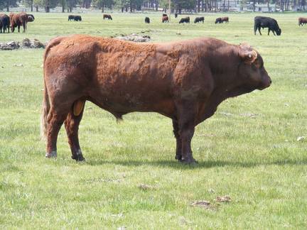 2010 Four Year Old Herdsire Bull 601W R