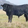 2011 Coming Two Year Old Bull 020W B 