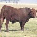 2011 Coming Two Year Old Bull 025W R 3
