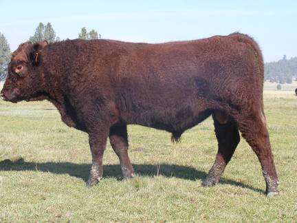2011 Coming Two Year Old Bull 025W R 4