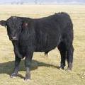 2011 Coming Two Year Old Bull 51o B Calf Tag 4