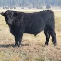 2011 Coming Two Year Old Bull 51o B Calf Tag 8
