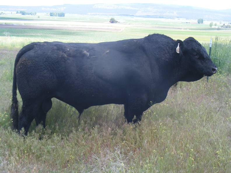122 Four Year Old Herdsire