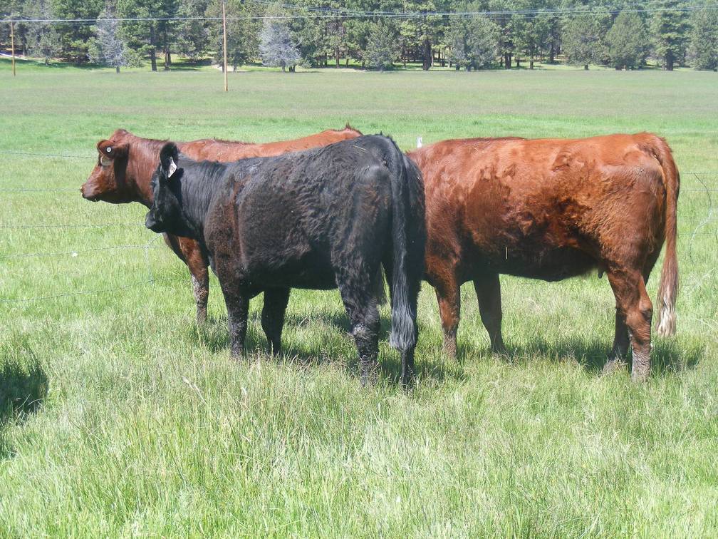 2015 Fall Cows 10A on left  two year old, 015 on right  five year old 