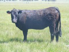 2015 Two Year Old Cow 10A 