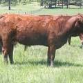 2015 Five Year Old Cow 015