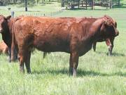2015 Five Year Old Cow 015