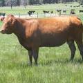 2015 Five Year Old Cow 21X