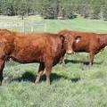 2013 Four Year Old Fall Cow 26W 