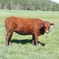 2013 Four Year Old Fall Cow 42W 