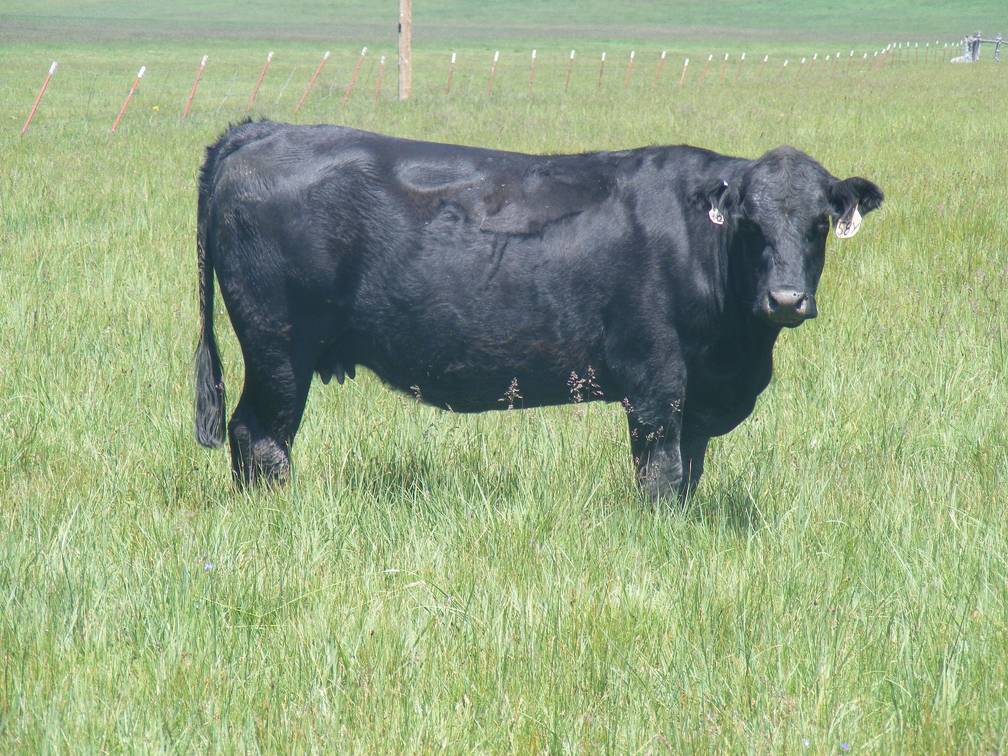 2015 Five Year Old Cow 58Y