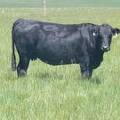 2015 Five Year Old Cow 58Y