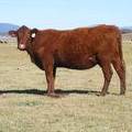 2014 Four Year Old Cow 090