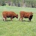 2013 Two Year Old Fall Heifers 131 and 13Y