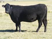 2014 Three year Old cow 140