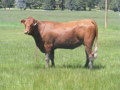 2015 Two Year Old Cow 378