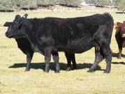 2014 Nine Year Old Cow 559