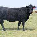 2013 Eight Year Old Cow 585