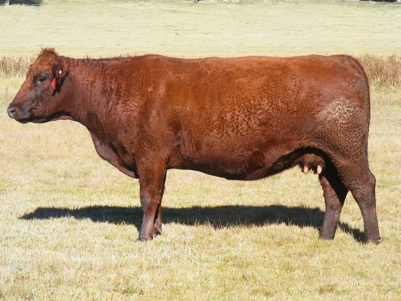 2014 Eight Year Old Cow 605