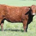 2013 Seven Year Old Fall Cow 632