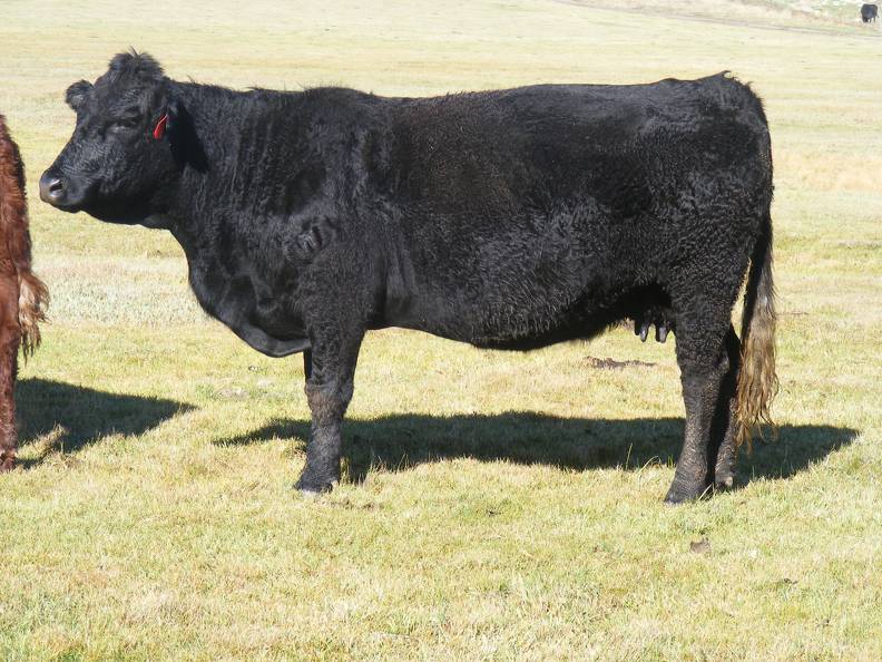 2014 Eight Year Old Cow 669