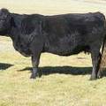 2014 Eight Year Old Cow 669