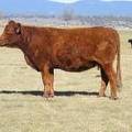 2014 Seven year Old Cow 718