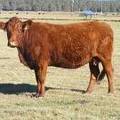 2014 Seven year Old Cow 718