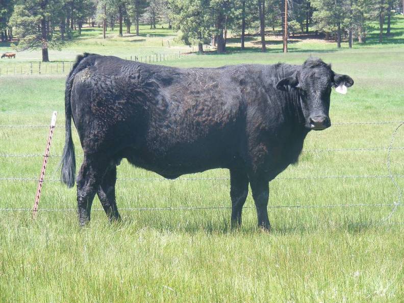 2015 Eight year Old Cow 786 
