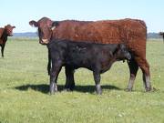 2013 Five Year Old Cow 833