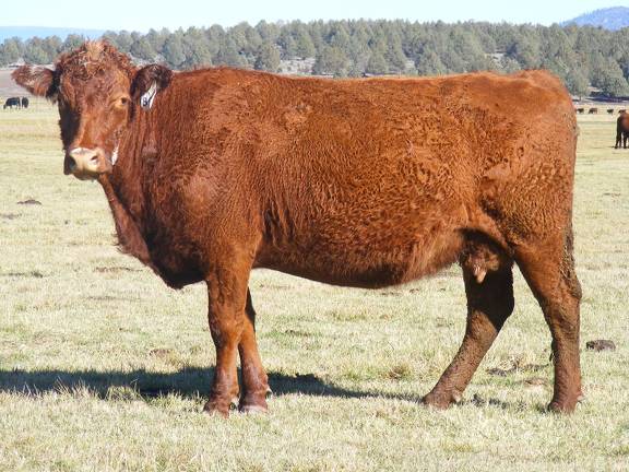 2014 Six Year Old Cow 897