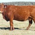 2014 Six Year Old Cow 897