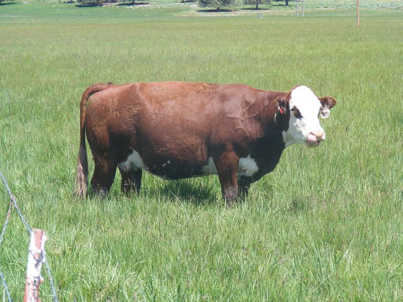 2015 Six Year Old Cow 903