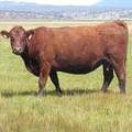 2010 Eight Year Old Cow 268R R