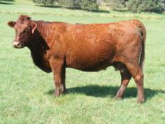 2010 Fifteen Year Old Fall Cow 573R R