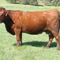 2010 Fifteen Year Old Fall Cow 573R R