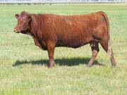 2010 Four Year Old Fall Cow 625R R