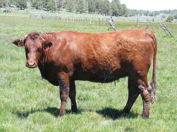 2010 Four Year Old Fall Cow 663R R